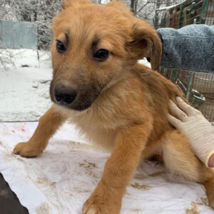 ENZO - reserviert Tierhilfe Lebenswert DR - vermittelt