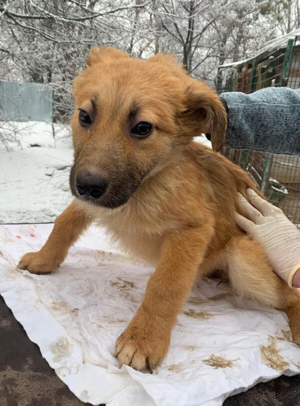 ENZO - reserviert Tierhilfe Lebenswert DR - vermittelt