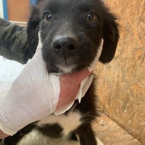 MORITZ - reserviert Tierhilfe Lebenswert DR - vermittelt