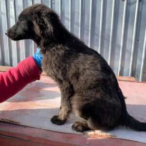 SMARTIES - reserviert Tierhilfe Lebenswert DR - vermittelt