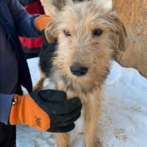 BJARKI - reserviert THL DR - vermittelt