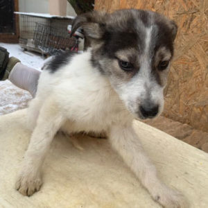 PEANUT - reserviert Tierhilfe Lebenswert DR - vermittelt