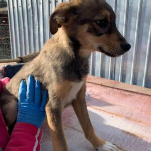 COOKIE - reserviert Tierhilfe Lebenswert DR - vermittelt