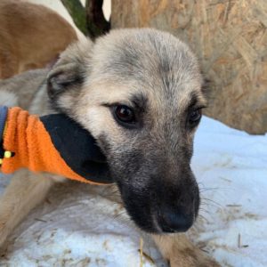 SIAN - reserviert THL DR - vermittelt