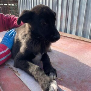 SANCHO - reserviert Tierhilfe Lebenswert DR - vermittelt