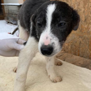 MATEO - reserviert Tierhilfe Lebenswert DR - vermittelt