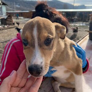 RODRIGO - reserviert Tierhilfe Lebenswert DR - vermittelt