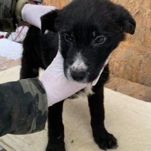 BERRY - reserviert Tierhilfe Lebenswert DR - vermittelt