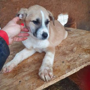 NANUK - reserviert TH Gifhorn - vermittelt