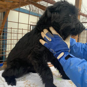 MALU - reserviert ES Tierhilfe Lebenswert DR - vermittelt