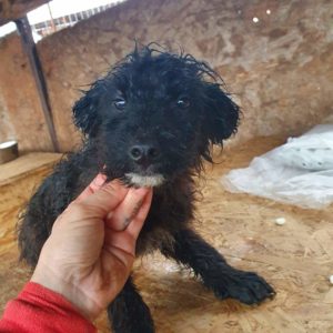 KIRALY - reserviert TH Gifhorn - vermittelt