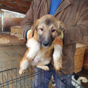 ARCHIE - reserviert Lorraine - vermittelt