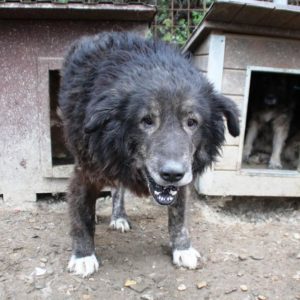 RUMI - vom Gnadenhof übernommen