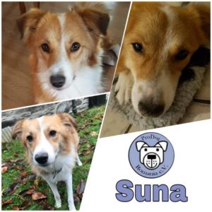 SUNA - RBB 06.07.2021