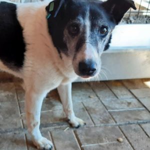 TOFFEE - Gnadenplatzhund seit dem 28.02.2020 - RBB 27.12.2021