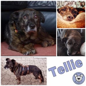 Tellie in 76771 Hördt