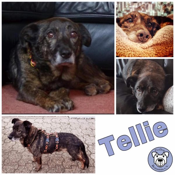 Tellie in 76771 Hördt