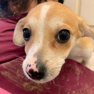 YUKI - reserviert Tierhilfe Lebenswert DR - vermittelt