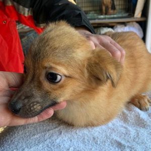 FEE - reserviert THL - vermittelt