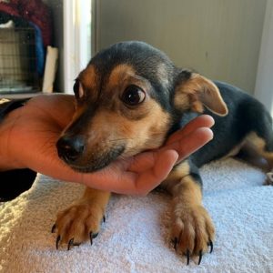 NALA - reserviert THL - vermittelt