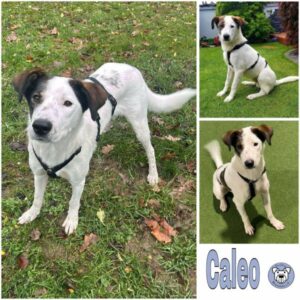 CALEO (♂) in 53115 Bonn - vermittelt