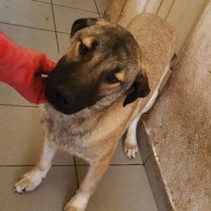 JOHNNY - reserviert Tierhilfe Lebenswert DR - vermittelt