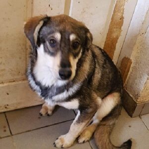 FIFI - reserviert Tierhilfe Lebenswert DR - vermittelt