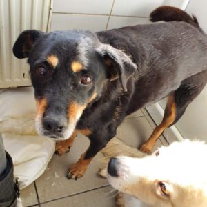 DOTTIE - reserviert Tierhilfe Lebenswert DR - vermittelt