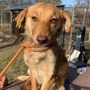 SHANICE - VPS DR (ES) - vermittelt