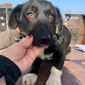 LUSIANA - reserviert VPS DR (ES) - vermittelt