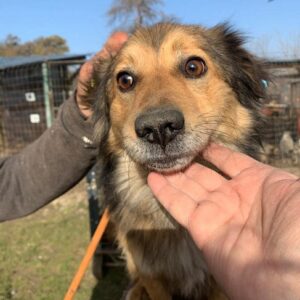 FENOR - reserviert Tierhilfe Lebenswert DR - vermittelt