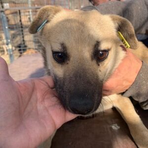 ALENA - reserviert Tierhilfe Lebenswert DR - vermittelt