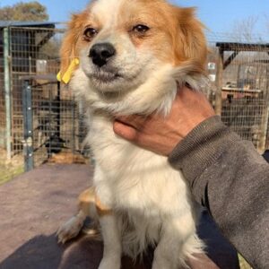 LAVINO - reserviert Tierhilfe Lebenswert DR - vermittelt