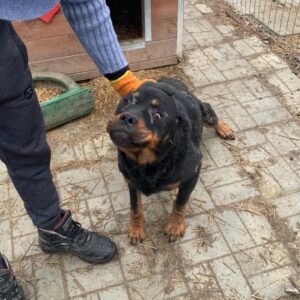 GINA - reserviert Manuela - vermittelt