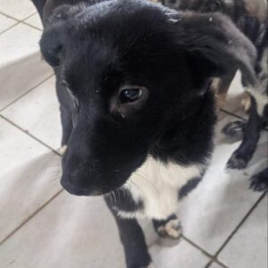 SIRIUS - reserviert 4animals (CD) - vermittelt