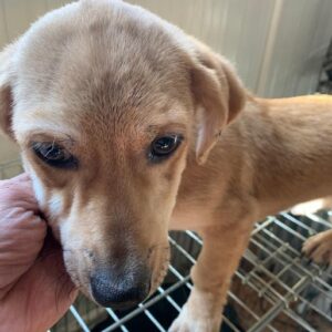 NALLE - reserviert Tierhilfe Lebenswert DR - vermittelt