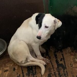 PATCHES - reserviert Tierhilfe Lebenswert DR - vermittelt