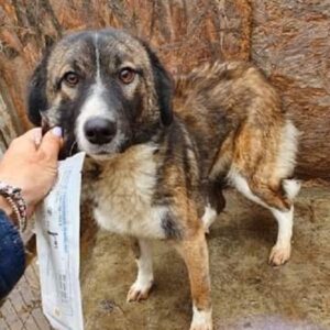 ROSALIE - reserviert MTL - vermittelt