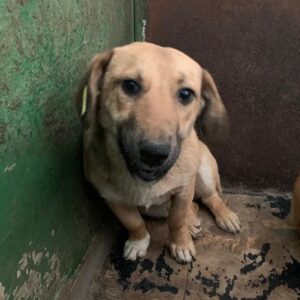 BJARNE - reserviert Tierhilfe Lebenswert DR - vermittelt