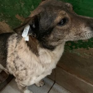 RIEKE - reserviert Tierhilfe Lebenswert DR - vermittelt