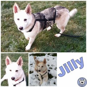 Jilly in 35625 Hüttenberg reserviert