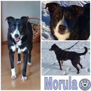 Morula in in 38875 Elbingerode im Harz *reserviert*