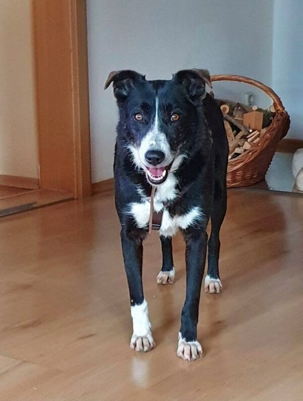 Morula in in 38875 Elbingerode im Harz *reserviert* – Bild 8
