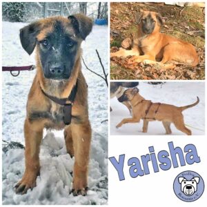 Yarisha in 94371 Rattenberg