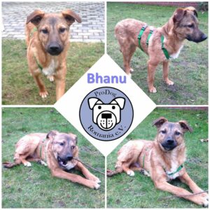 Bhanu in 59387 Herbern