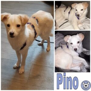 Pino in 56294 Münstermaifeld