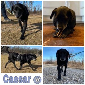 Caesar in 83064 Raubling