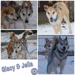 Glacy & Jella in 21493 Möhnsen ***reserviert***