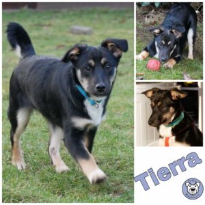 Tierra in 21493 Möhnsen