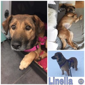 Linella in 56316 Raubach - vermittelt